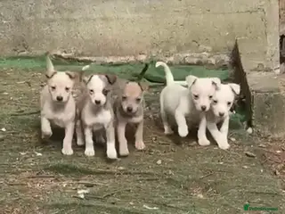 Mixed Breed dogs Chihuahua cross whippet puppies - Advert 3