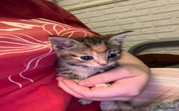 Mixed Breed cats for sale: Cats for sale !!! - Image 2