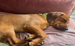 Mixed Breed dogs for adoption: Woody (Mini hound mix) - Advert 3