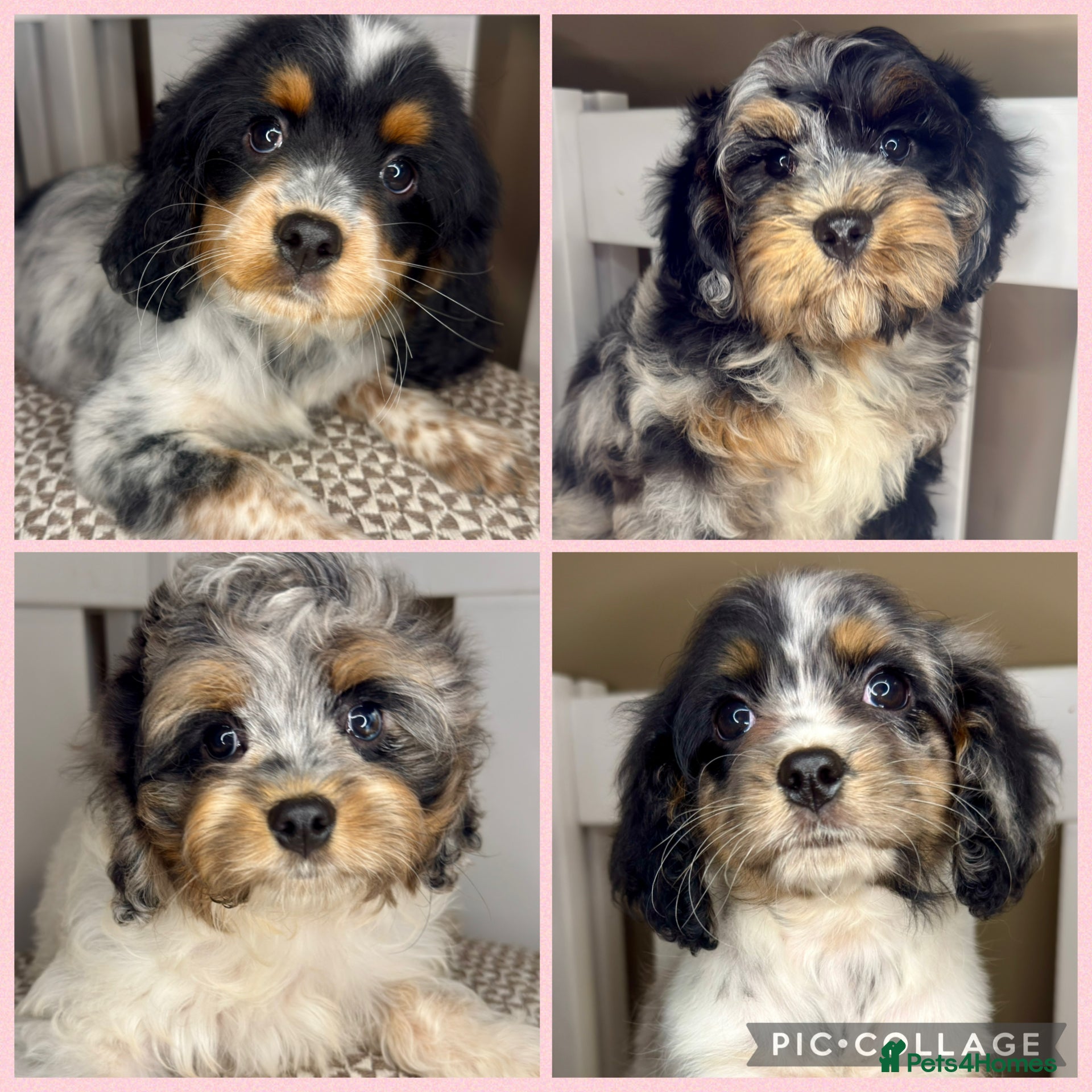 Cavapoo dogs Gorgeous Rainbow Cavapoos 🌈 - Advert 14