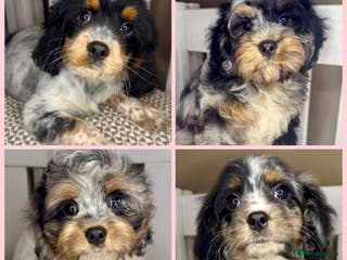 Cavapoo dogs Gorgeous Rainbow Cavapoos 🌈 - Advert 1