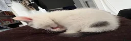 Mixed Breed cats for sale: 1 Beautiful Kitten Looking for her Forever home  in Southampton - Advert 2