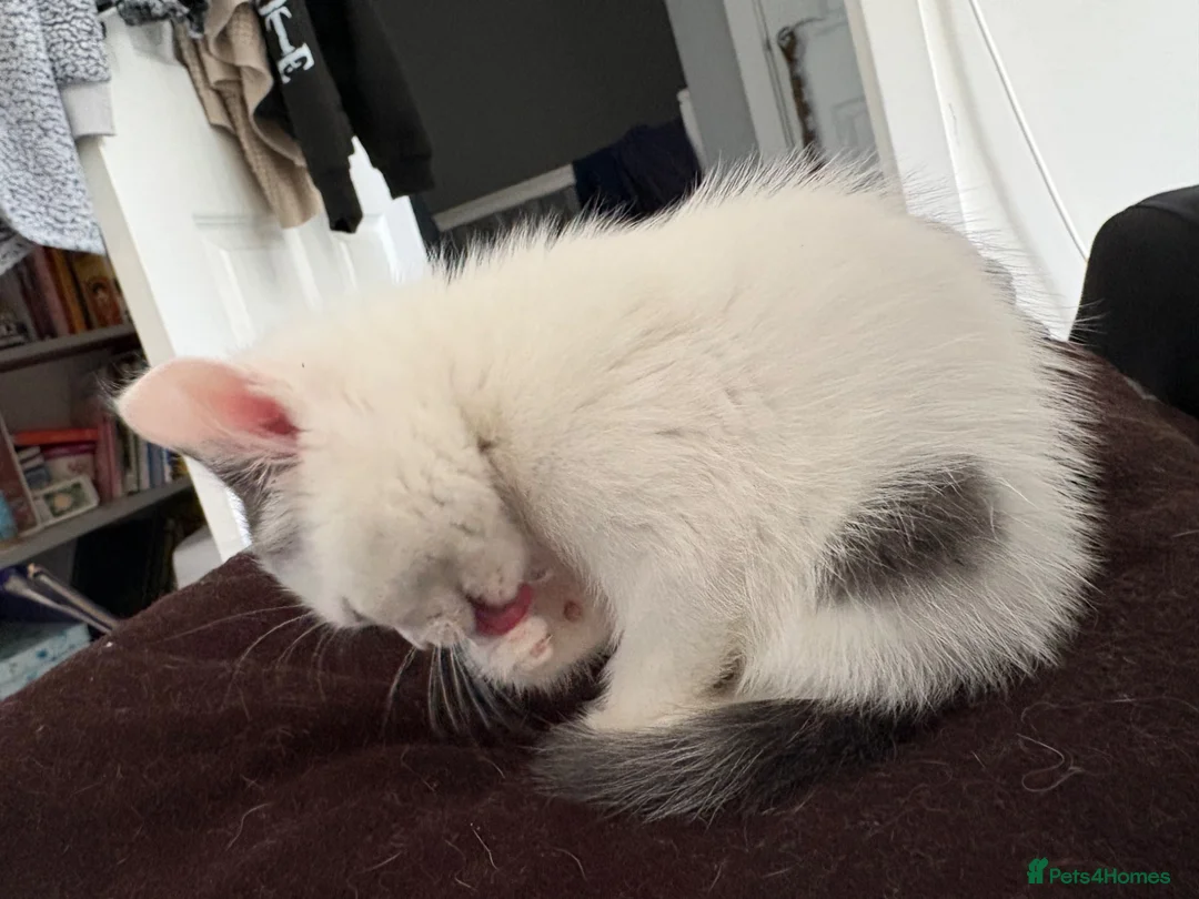 Mixed Breed cats for sale: 1 Beautiful Kitten Looking for her Forever home  in Southampton - Advert 2