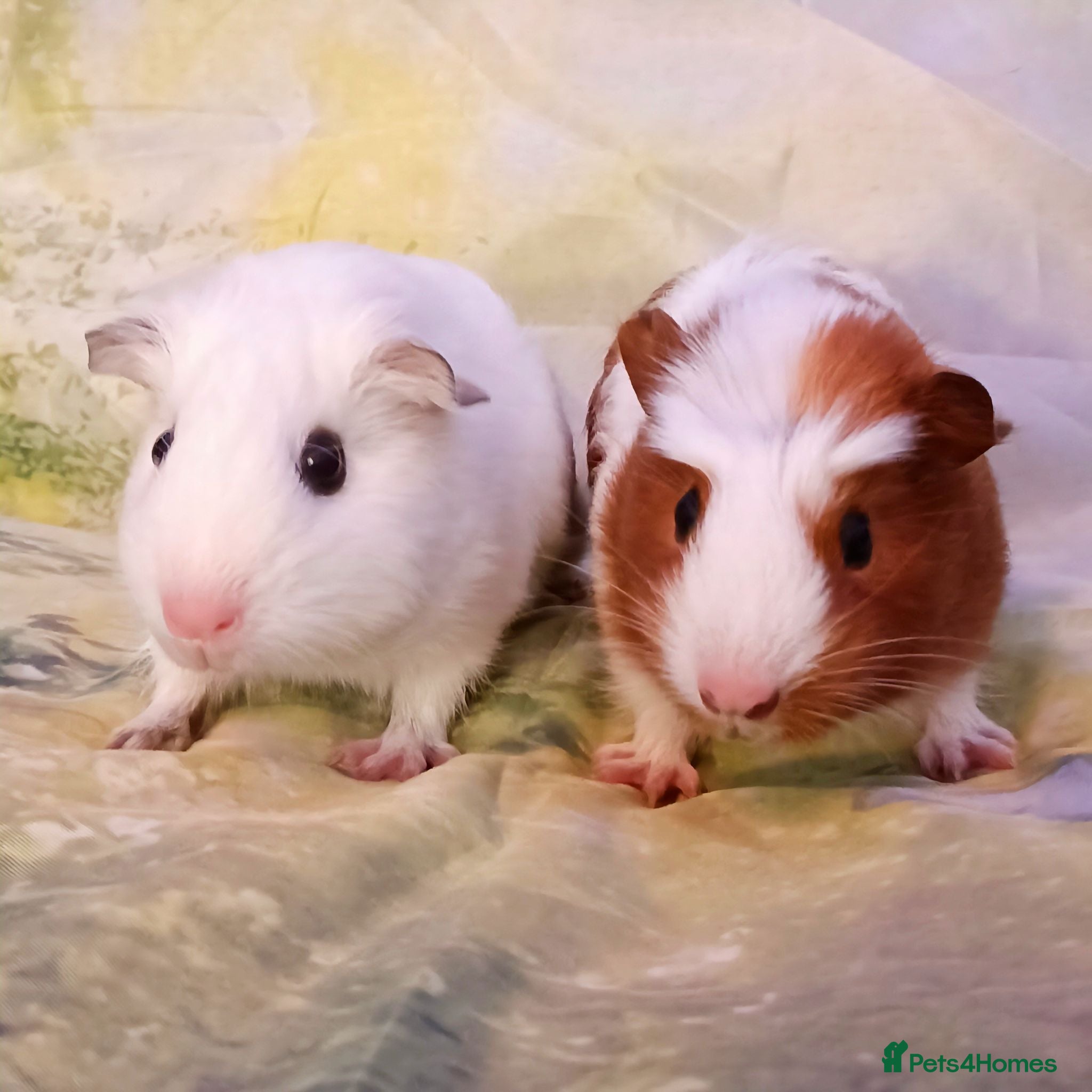 Guinea Pig rodents Cookie & Cupcake 🍪🧁– Bonded Baby Guinea Pigs ❤️ - Advert 1