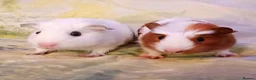 Guinea Pig rodents for sale: Cookie & Cupcake 🍪🧁– Bonded Baby Guinea Pigs ❤️ - Advert 1
