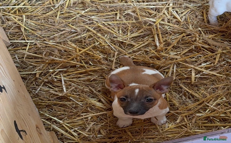 Jack Russell dogs - Advert 2