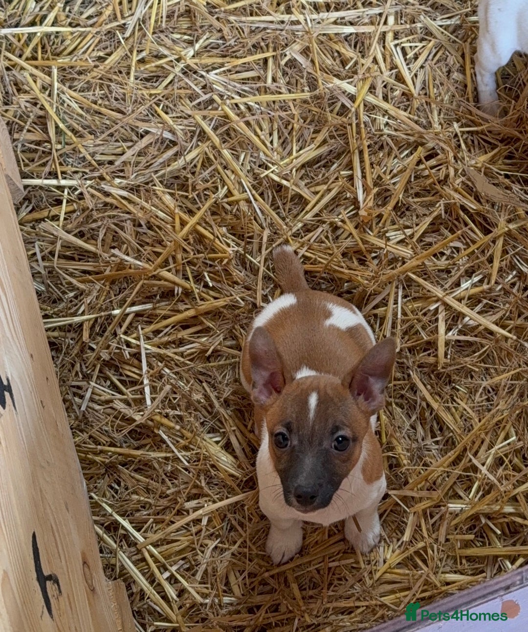 Jack Russell dogs for sale: Stunning miniature girl Jack Russel puppy   - Image 1