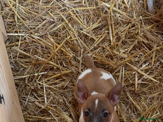 Jack Russell dogs - Advert 1