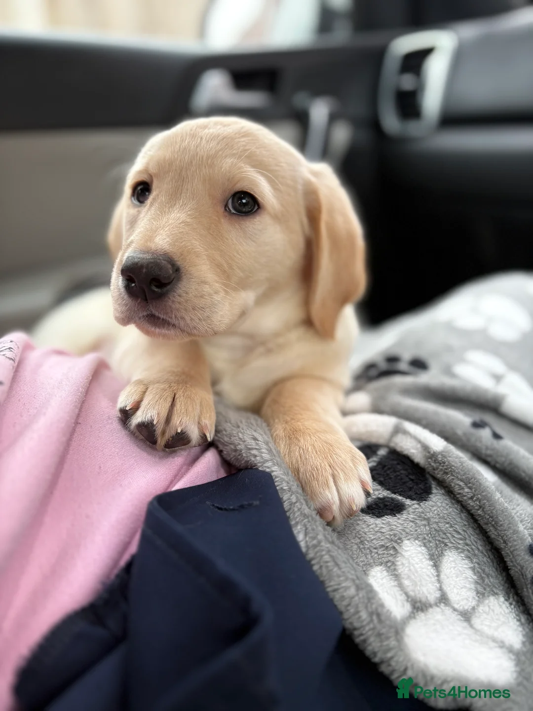 Goldador dogs for sale: Goldador puppy ozzy  - Advert 13