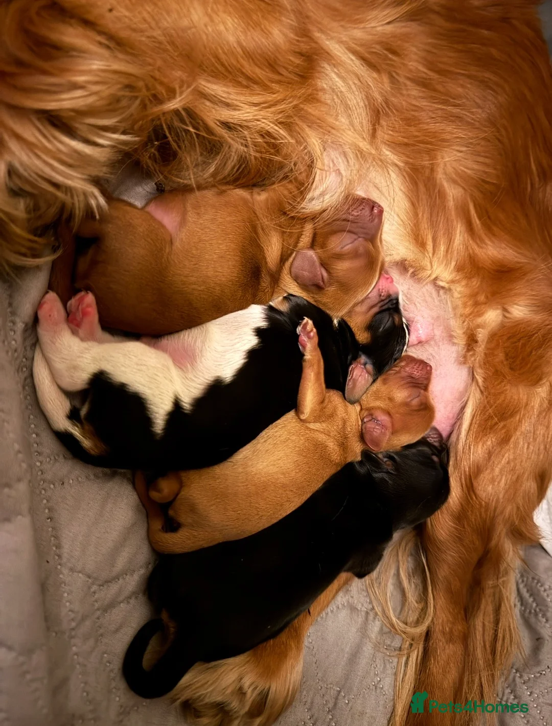 Cavalier King Charles Spaniel dogs for sale: Beautiful Cavalier Litter - Advert 8