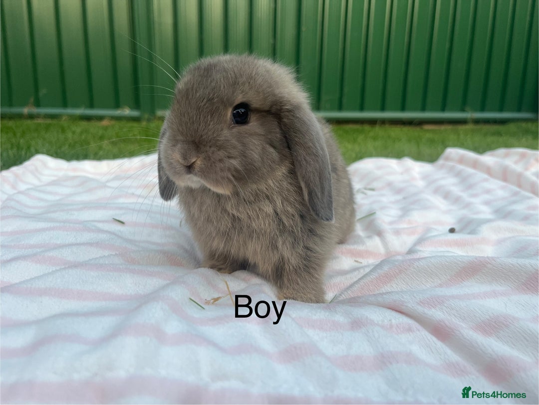 Mini Lop rabbits for sale: Mini lops and mini double maned lionheads  - Image 7