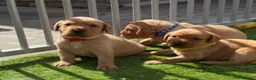 Labrador Retriever dogs for sale: 7 kc chunky Labrador pups  - Advert 4