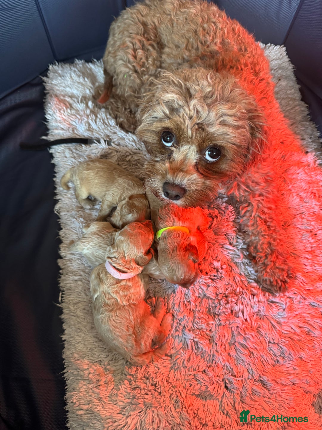 Cavapoo dogs for sale: Cavapoo Puppies - Advert 2