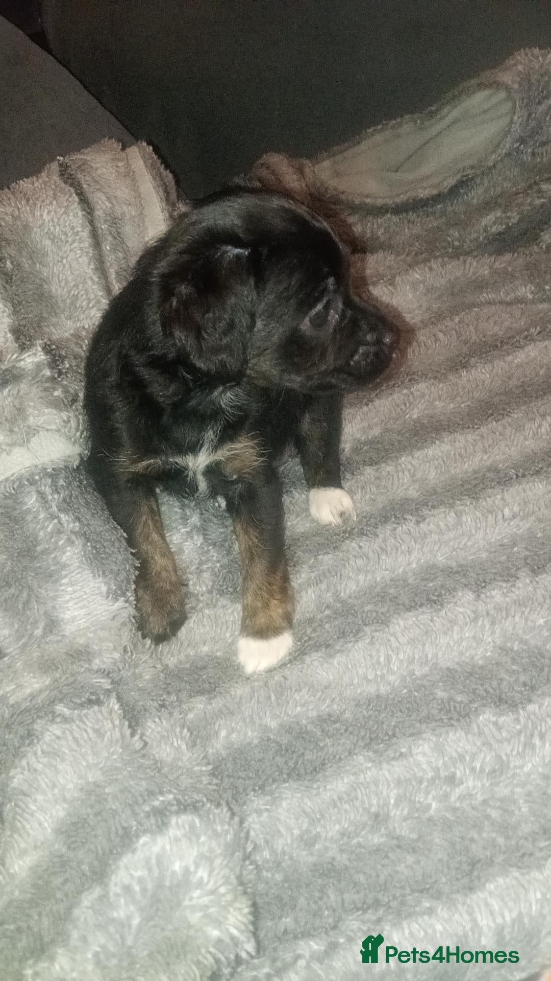 Shorkie dogs Shorkie girl for sale  - Advert 3