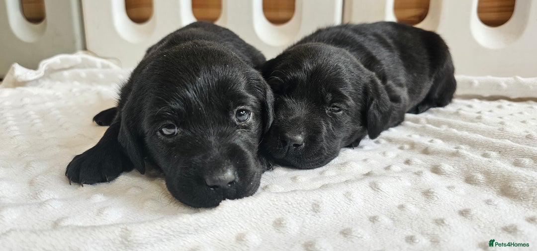 Labrador Retriever dogs for sale: 7 STUNNING BLACK LABRADOR PUPPIES - Image 11