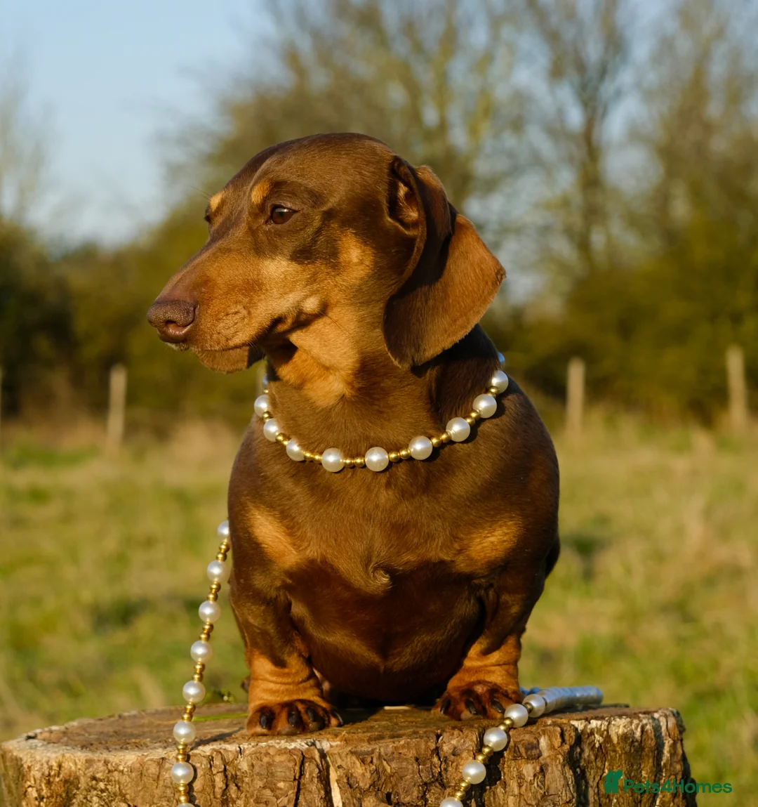 Miniature Dachshund dogs for stud: Award winning breeder-KC+IDC1 Choc/Tan Smoothcoat - Advert 1