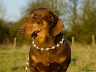 Miniature Dachshund dogs Award winning breeder-KC+IDC1 Choc/Tan Smoothcoat - Advert 1