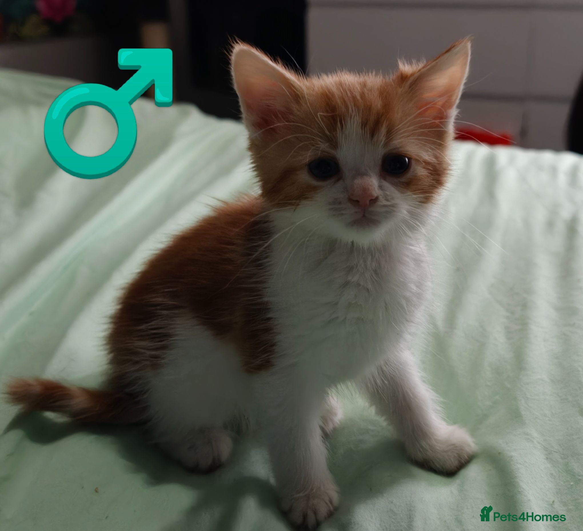 Mixed Breed cats Beautiful kittens £80 each  - Advert 10