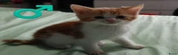 Mixed Breed cats for sale: Beautiful kittens £80 each  - Advert 1