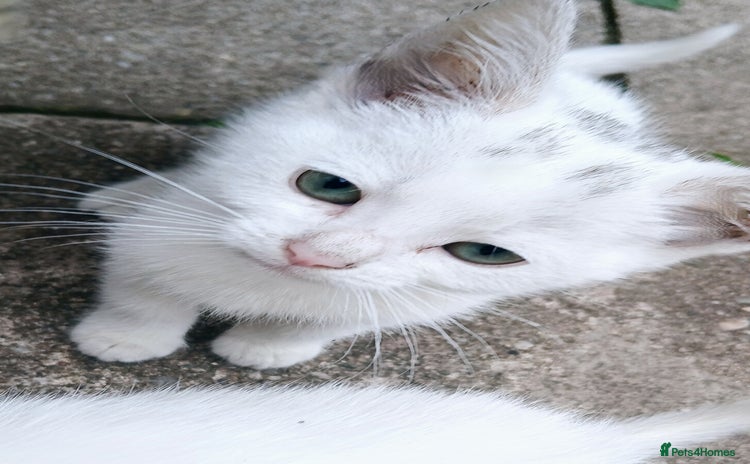 European cats - Advert 1