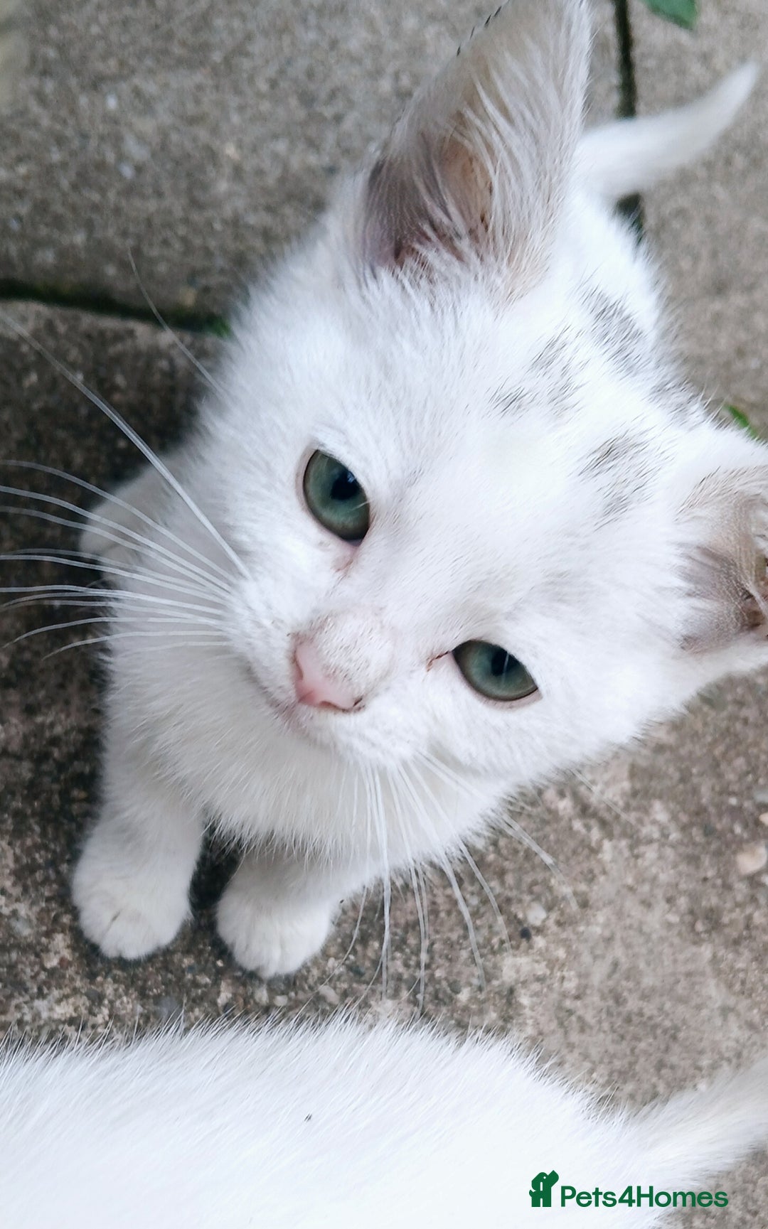 European cats for sale: Cats  - Image 1