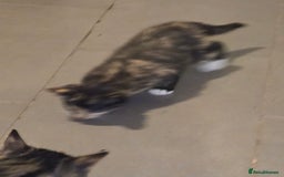 British Shorthair cats for sale: 2 kittens available now. B/w and calico - Image 4