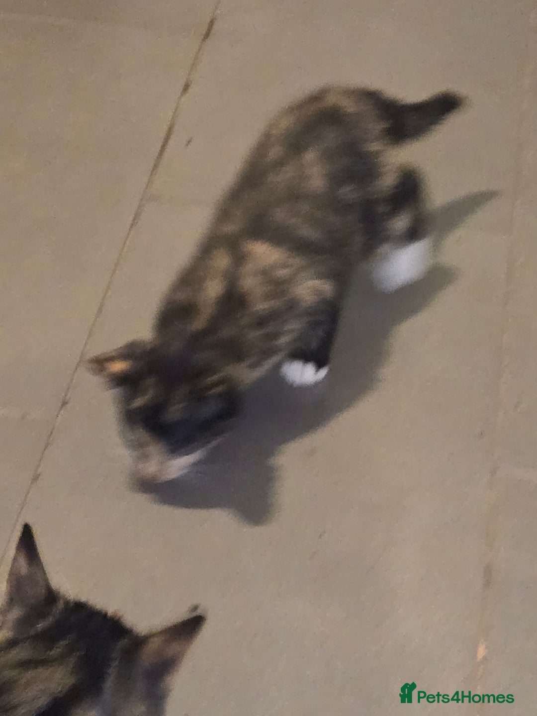 British Shorthair cats for sale: 2 kittens available now. B/w and calico - Image 4