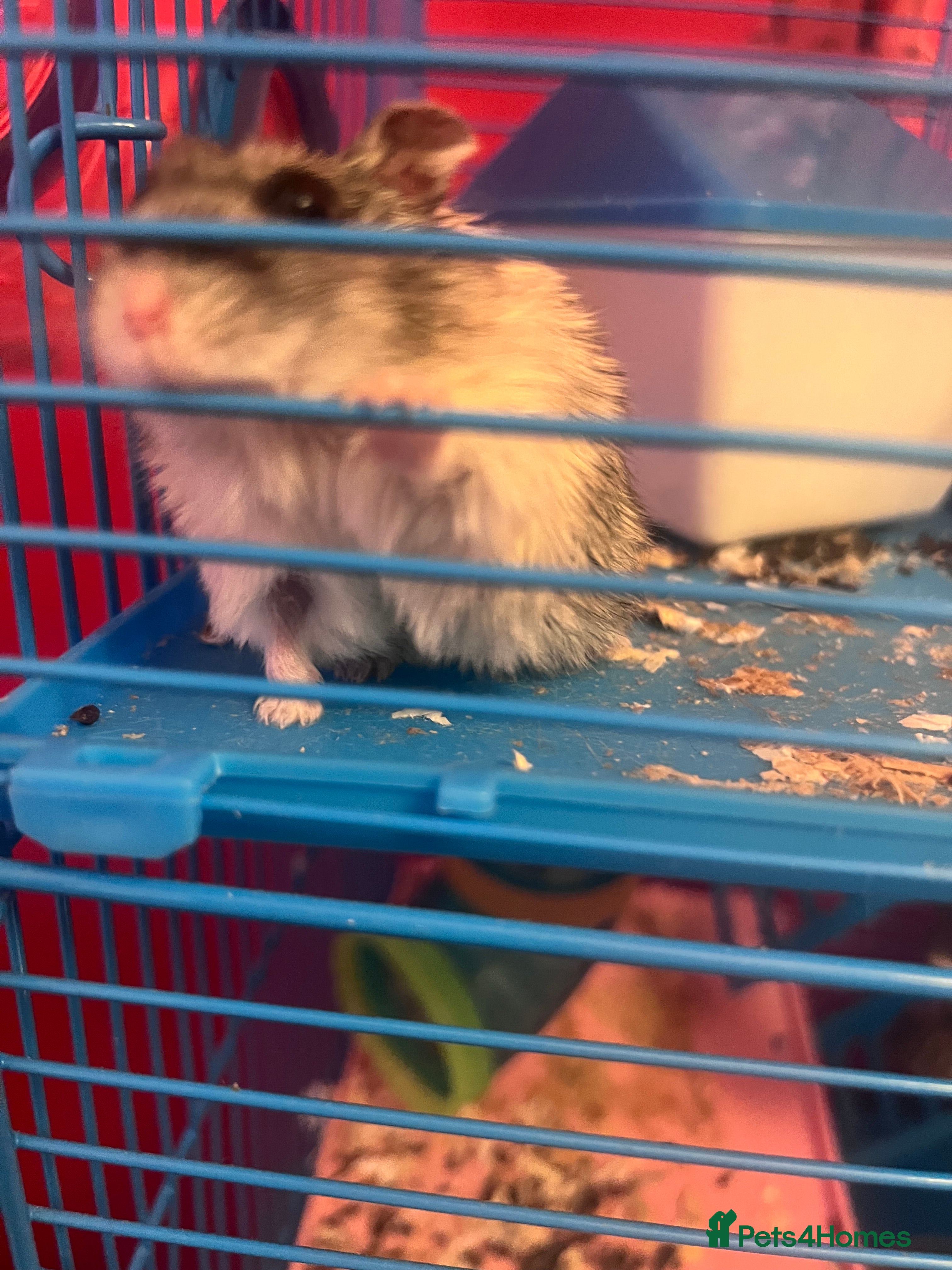 Hamster rodents 2 male hamsters  - Advert 2