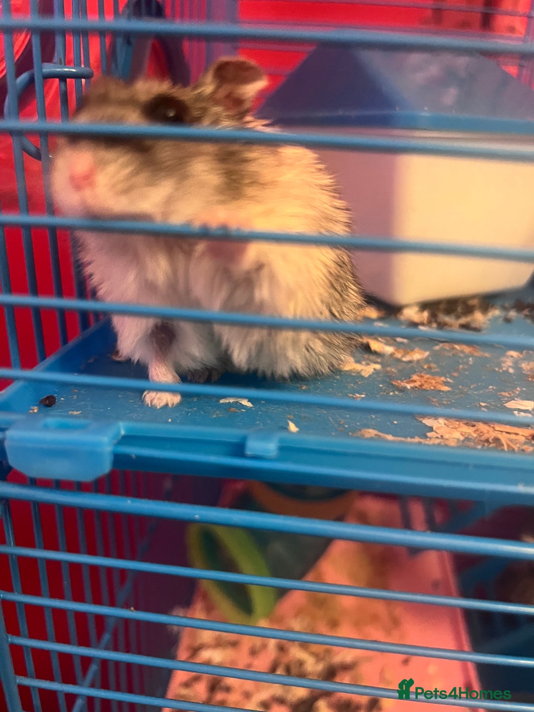 Hamster rodents for sale: 2 male hamsters  - Advert 1