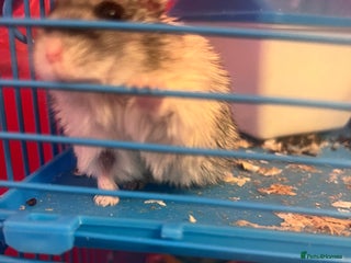 Hamster rodents 2 male hamsters - Advert 8