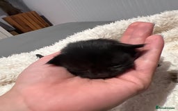 Mixed Breed cats for sale: Beautiful kittens for sale  - Image 7