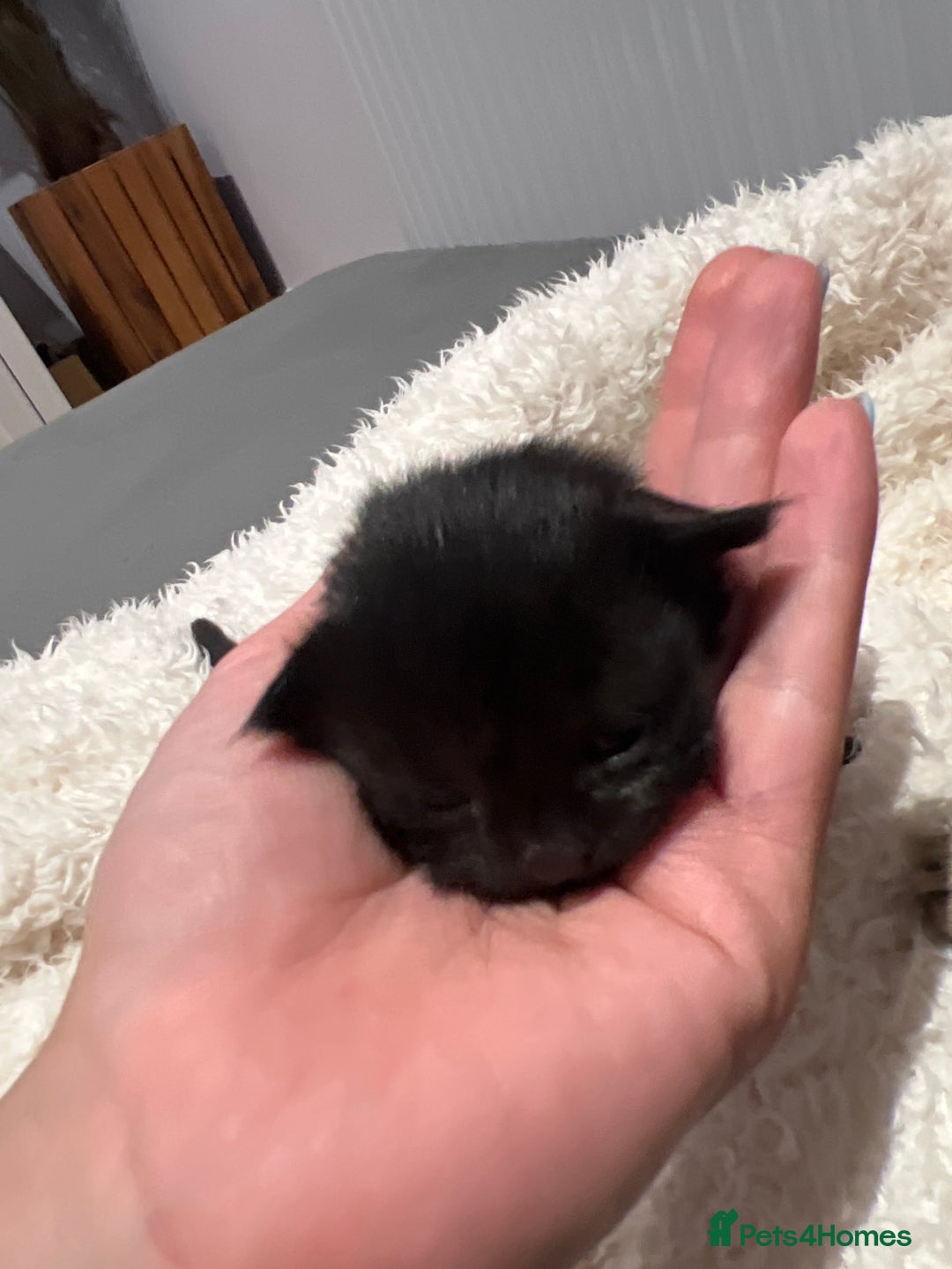 Mixed Breed cats for sale: Beautiful kittens for sale  - Image 7
