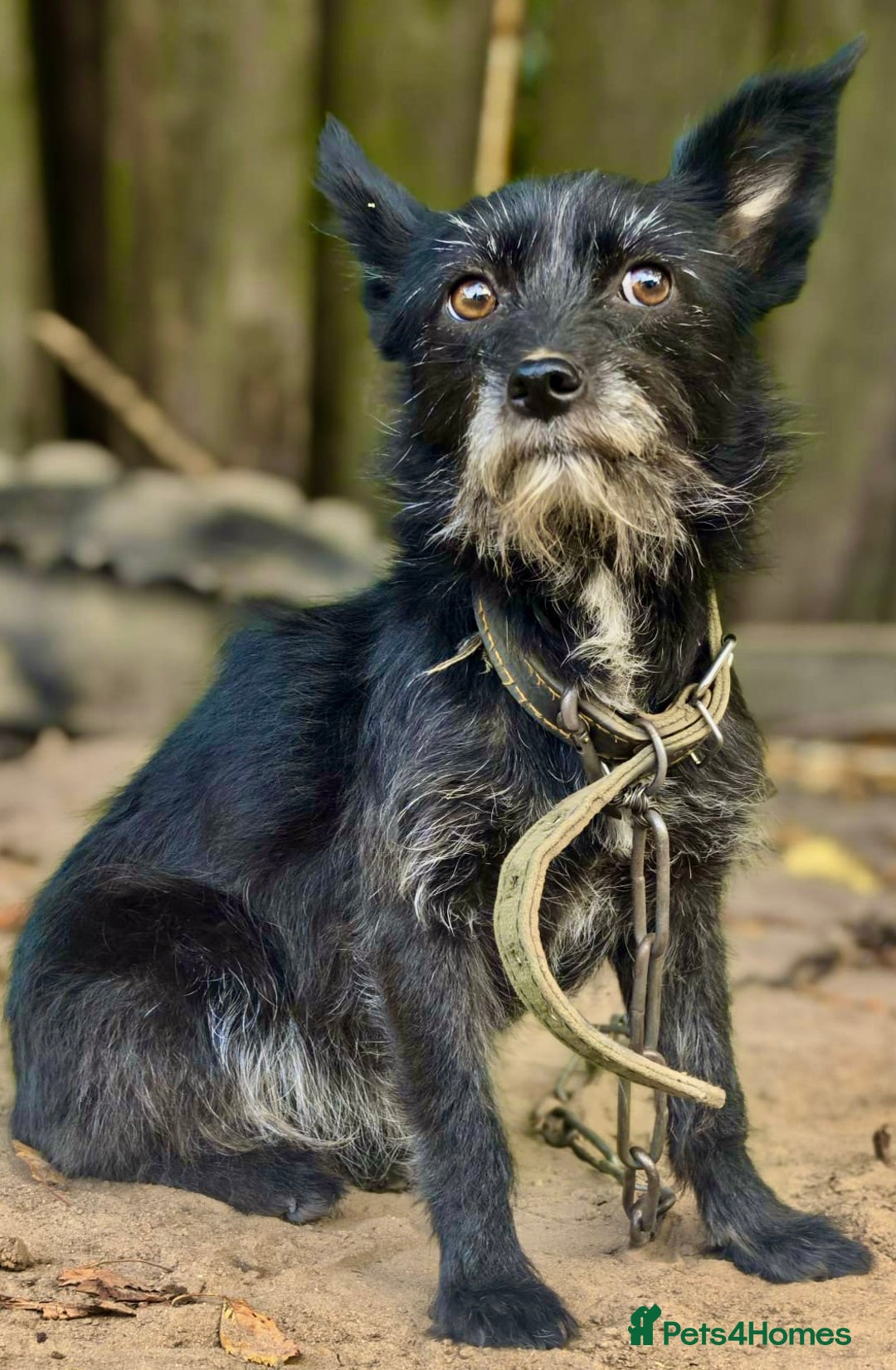 Norfolk Terrier dogs for adoption: KNOPA – Female Norfolk Terrier - Advert 7