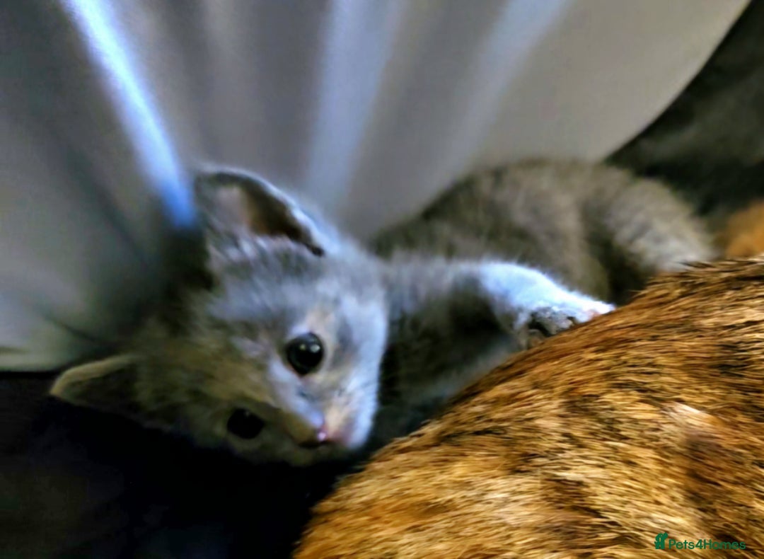 Mixed Breed cats for sale: Elven Bengal Mixes - Advert 13