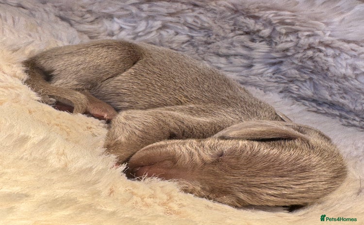 Weimaraner dogs - Advert 16