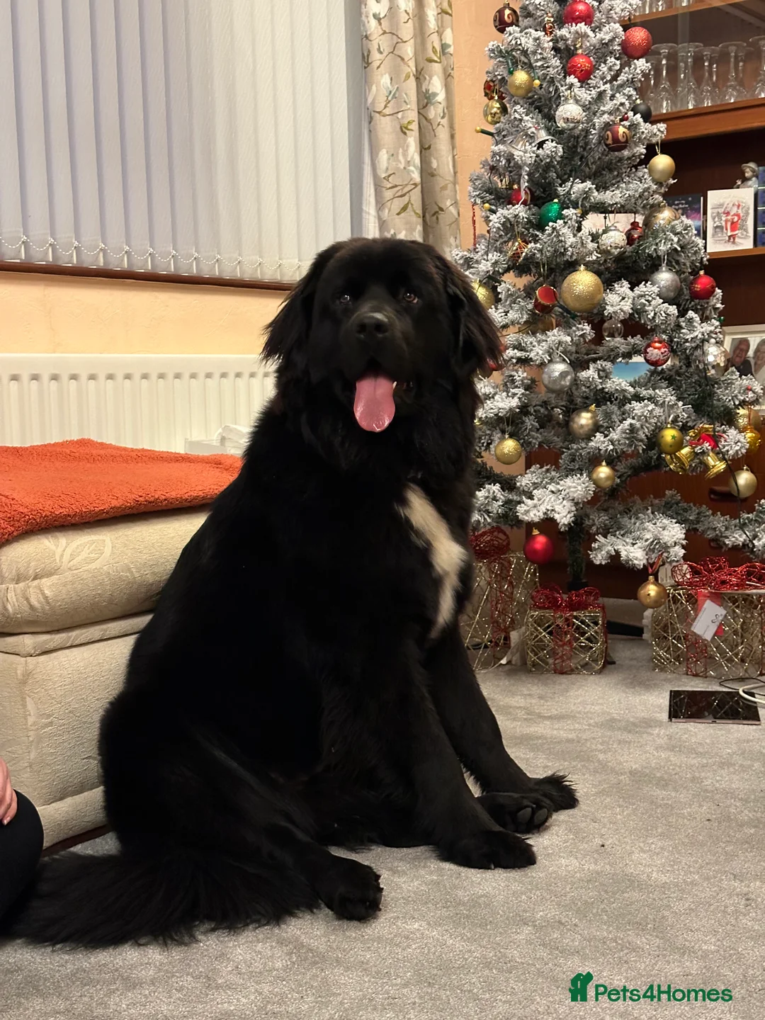 Newfoundland dogs for sale: Purebred Newfoundland Puppies due Feb 2026 - Advert 1