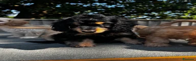 Doxiepoo 3
