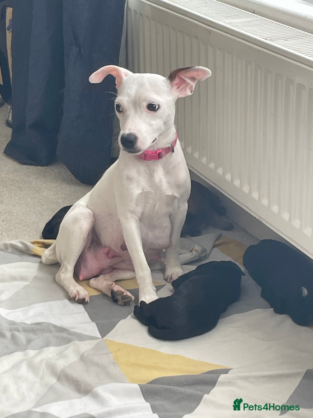 Mixed Breed dogs for sale: 4 Stunning Boy Jackapoos - Image 10