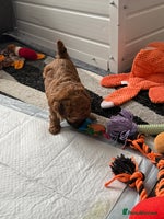 Maltipoo dogs - Advert 7