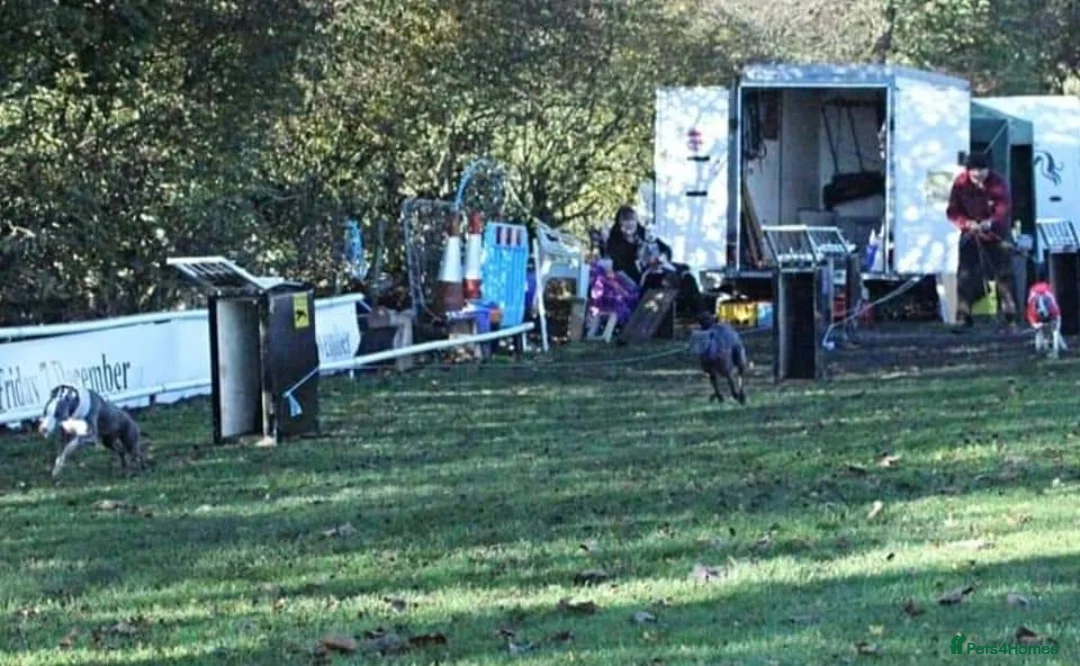 Whippet dogs for stud: Small 19",heart test clear,Full Blue Kc reg stud in Bishop Auckland - Advert 6