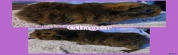 Guinea Pig rodents for sale: Young Girl Guinea Pigs Ready To Leave - Advert 2