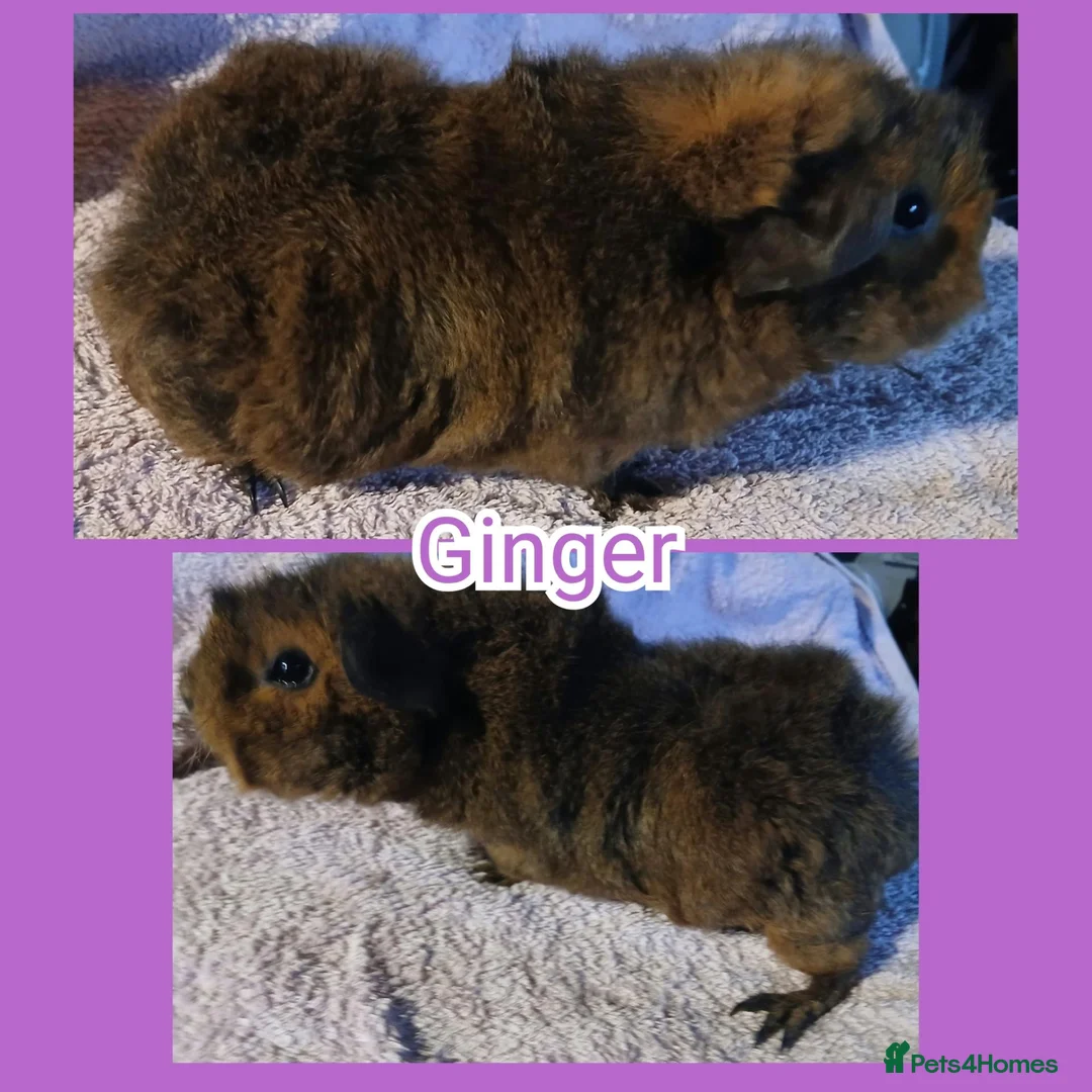 Guinea Pig rodents for sale: Young Girl Guinea Pigs Ready To Leave - Advert 2
