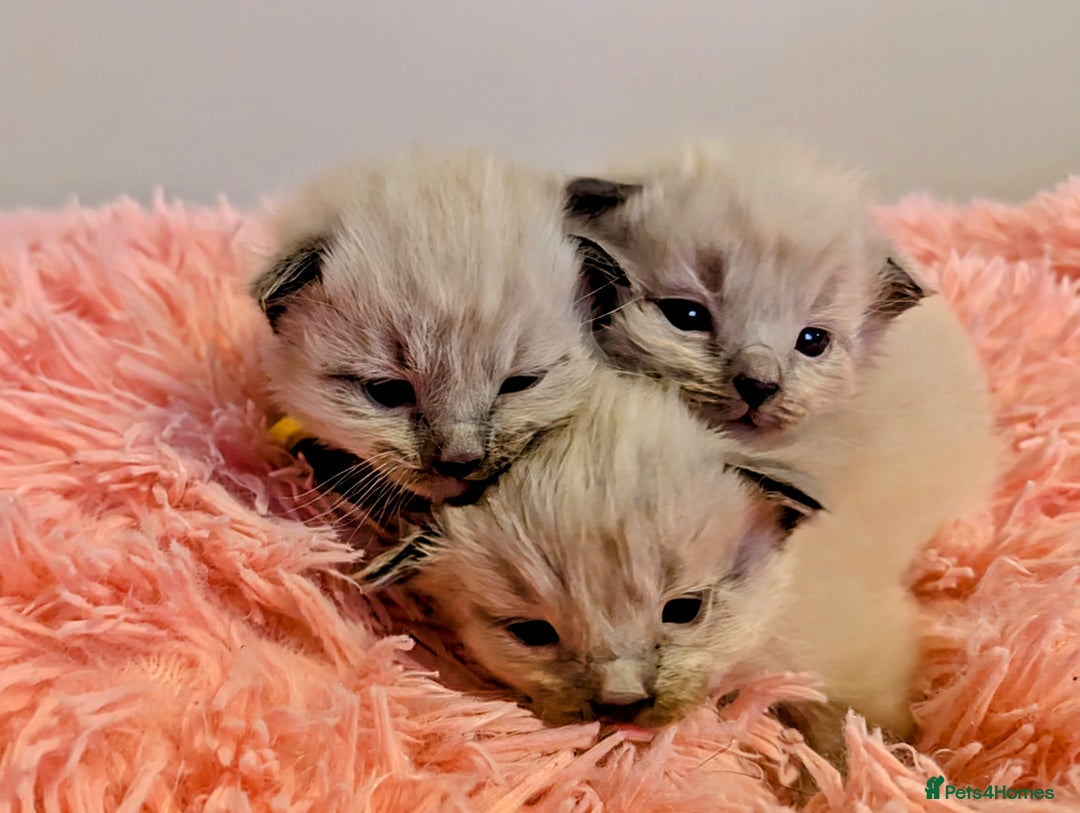 Ragdoll cats for sale:  Beautiful Mink Seal ragdolls - Image 2
