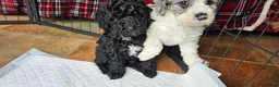 Cockapoo dogs for sale: F1b Cockapoos incl. Merle and Roans - Advert 3