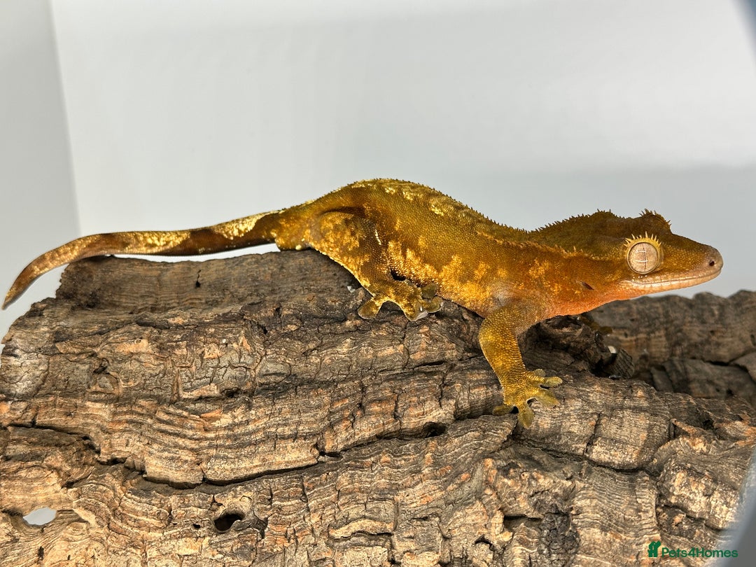 Gecko reptiles for sale: Adult Lilly white crested geckos cb24  - Advert 4