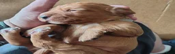 Cocker Spaniel dogs for sale: Working Cocker Puppies - Advert 4
