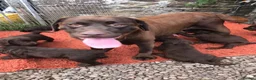 Labradoodle dogs for sale: 🐾 Beautiful Dark Chocolate Labradoodle pups - Advert 7