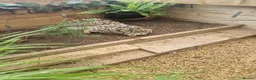 Tortoise reptiles for sale: Leopard tortoises - Advert 2