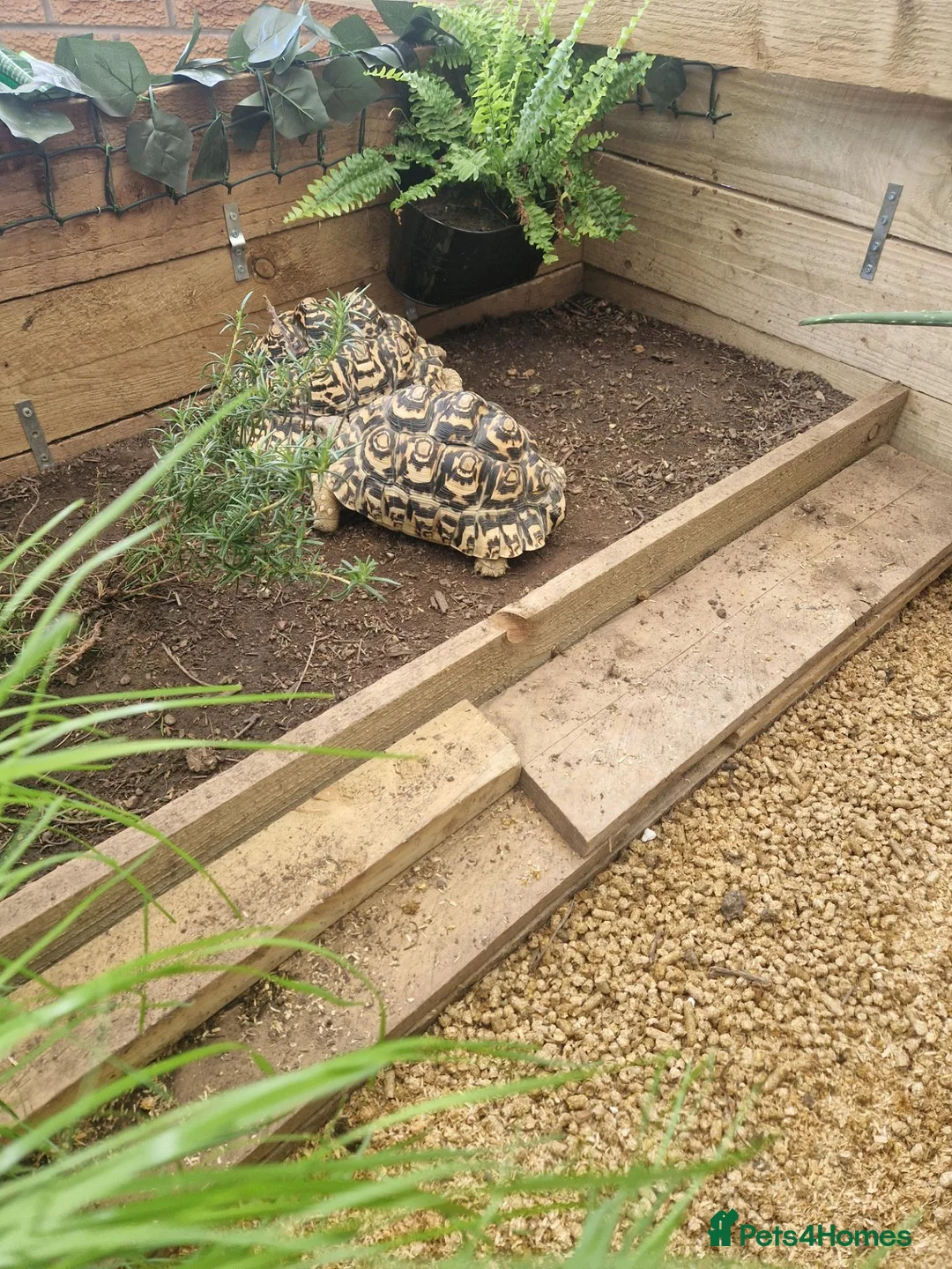 Tortoise reptiles for sale: Leopard tortoises - Advert 2