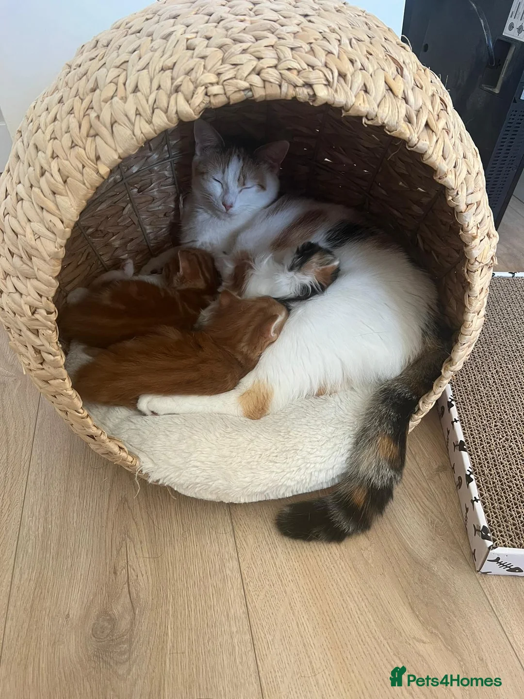 Mixed Breed cats for sale: Kittens looking for a 5* forever home in Northampton - Advert 5